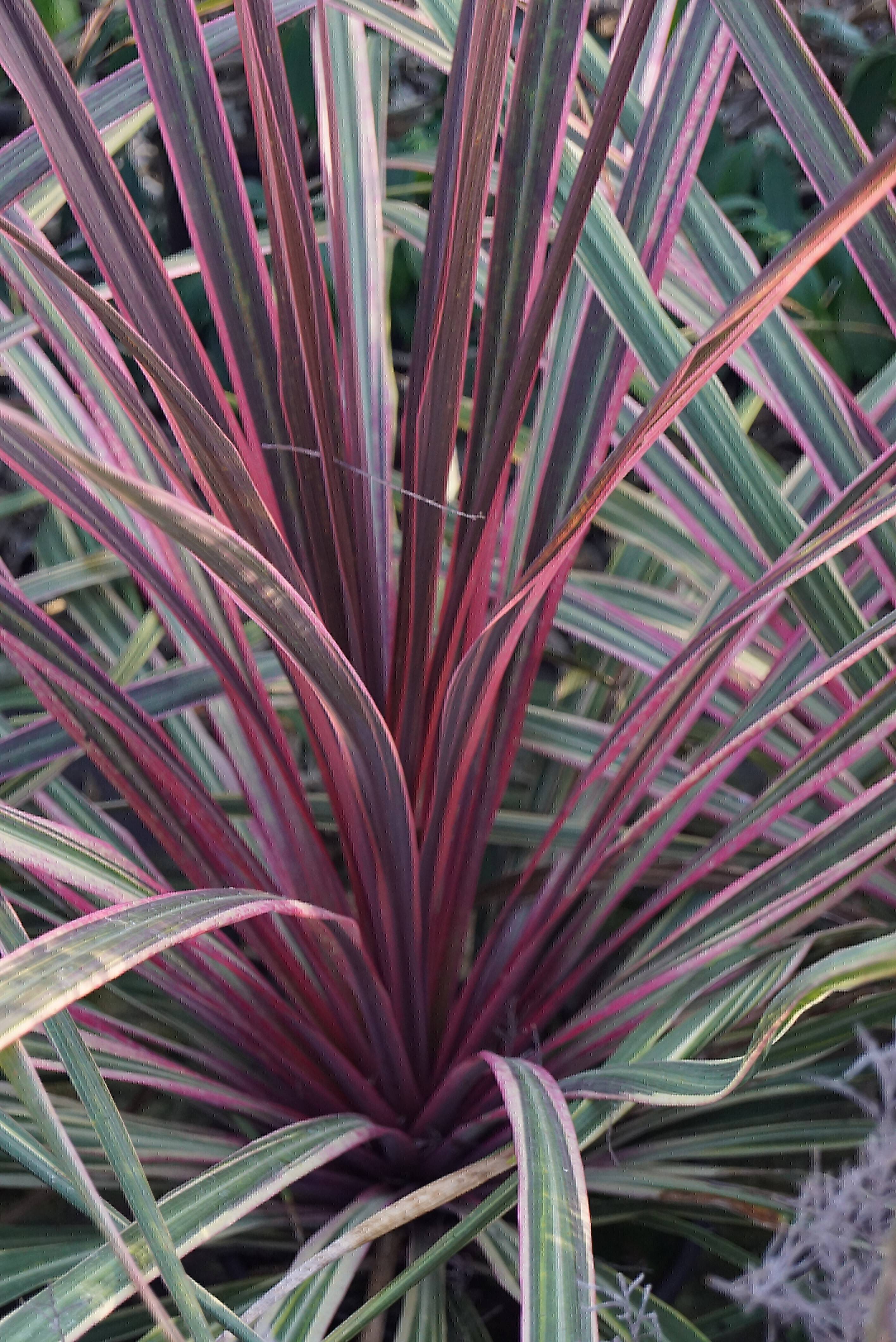 Cordyline 'Can Can' (1)